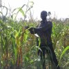 field inspection